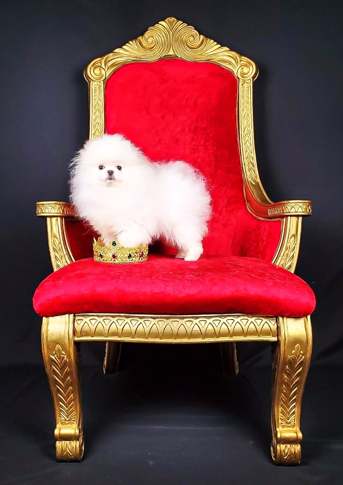 ICED POMS MILLIONS